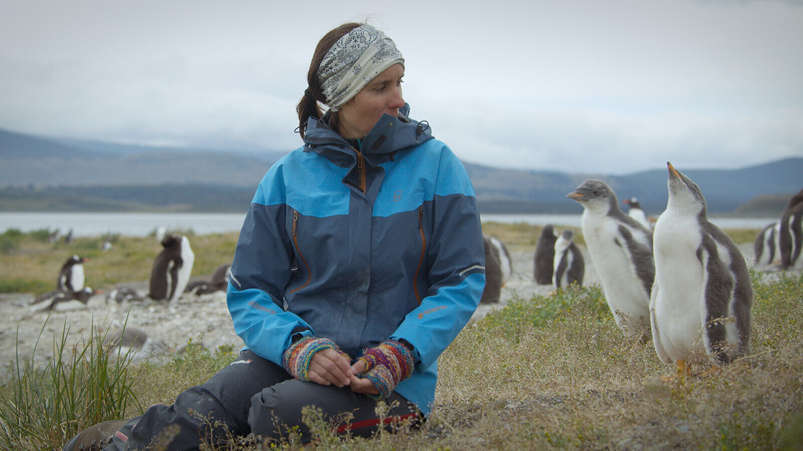 Meet the adorable penguins living across Patagonia
